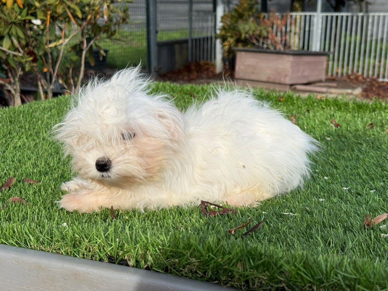 Te koop leuk Maltezer puber pup, Nederland, 15 weken tot 1 jaar, CDV (hondenziekte), Teef