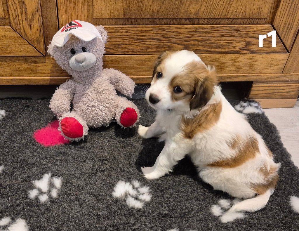 Prachtige  Kooikerhondje puppy's / Kooiker pups, Kooikerhond, Parvo, Overige rassen, 8 tot 15 weken, Meerdere
