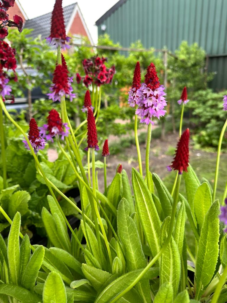 Tuinplanten te koop vanaf 1,99, Ophalen of Verzenden, Halfschaduw