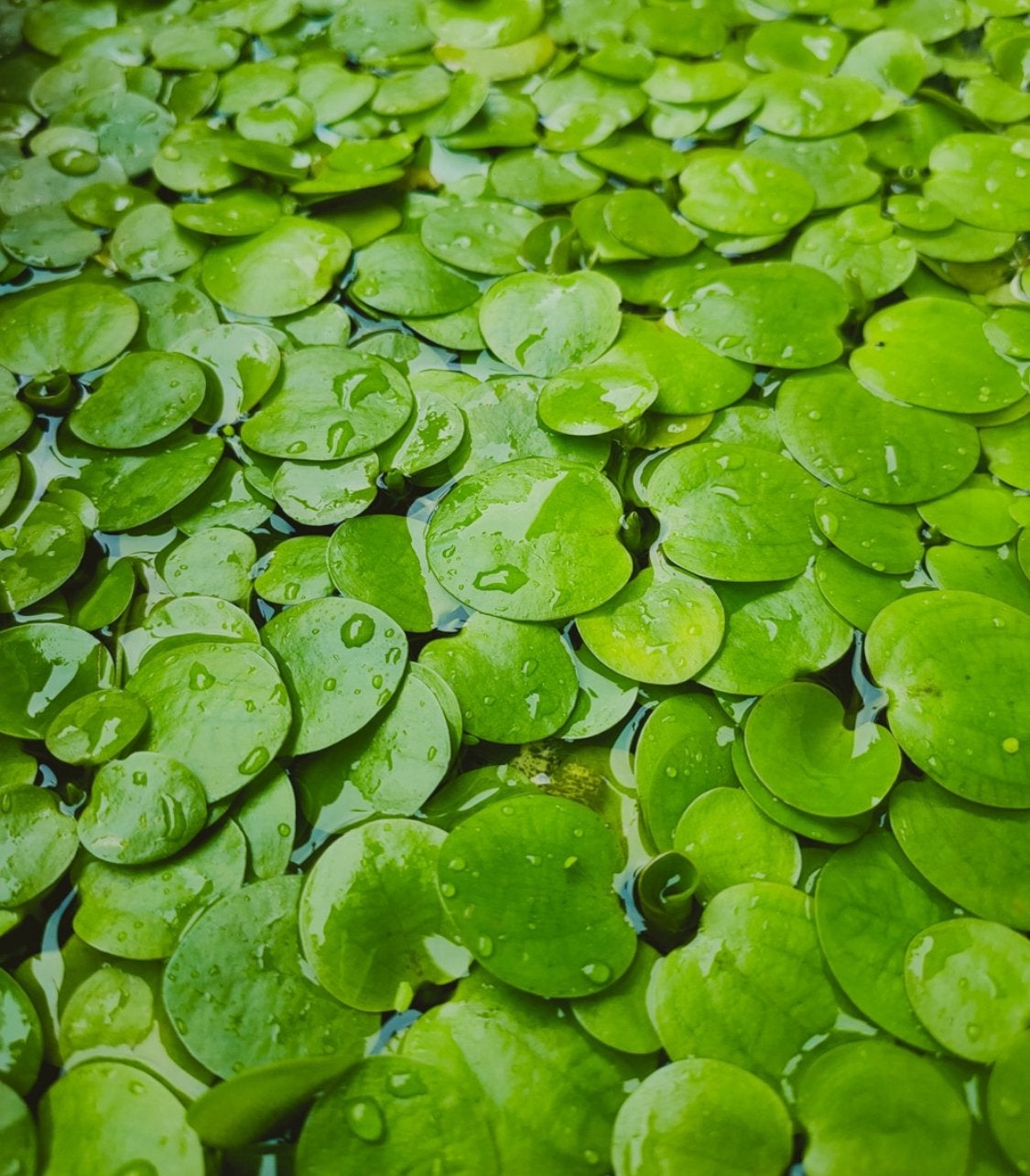 Amazone kikkerbeet - Limnobium laevigatum, Dieren en Toebehoren, Vissen | Aquaria en Toebehoren, Ophalen of Verzenden, Nieuw, Plant(en), Steen of Hout