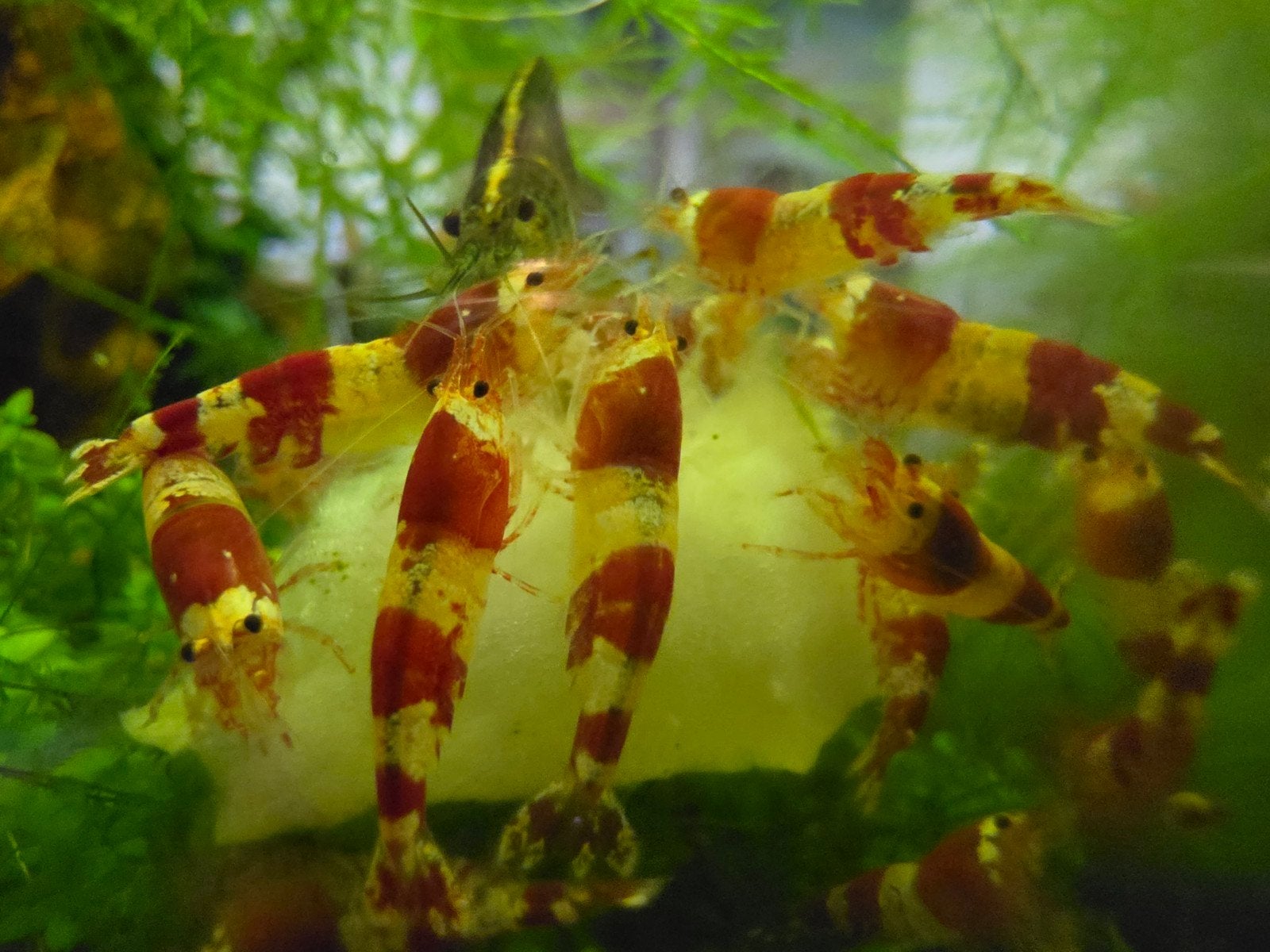 Crystal Red Caridina garnalen, Kreeft, Krab of Garnaal