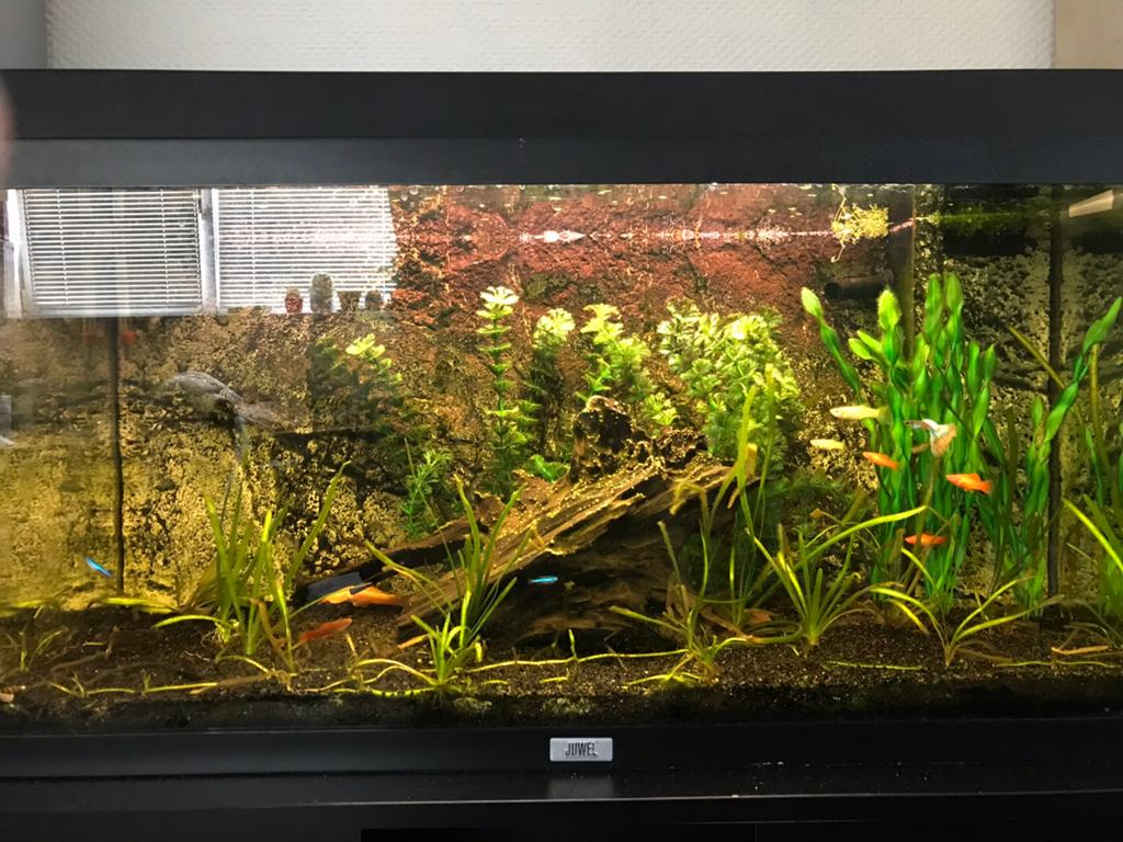 Super net JUWEL Aquarium, Dieren en Toebehoren, Ophalen, Zo goed als nieuw, Leeg aquarium