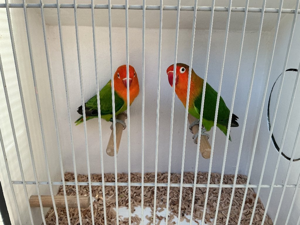 Koppel Fischeri Wildkleur x Groen Opaline, Meerdere dieren, Dwergpapegaai of Agapornis, Geringd