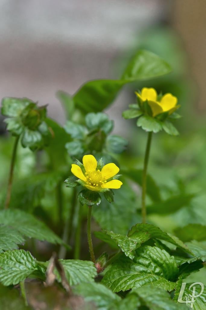 Gratis 'schijnaardbei', Tuin en Terras, Ophalen, Overige soorten, Minder dan 100 cm