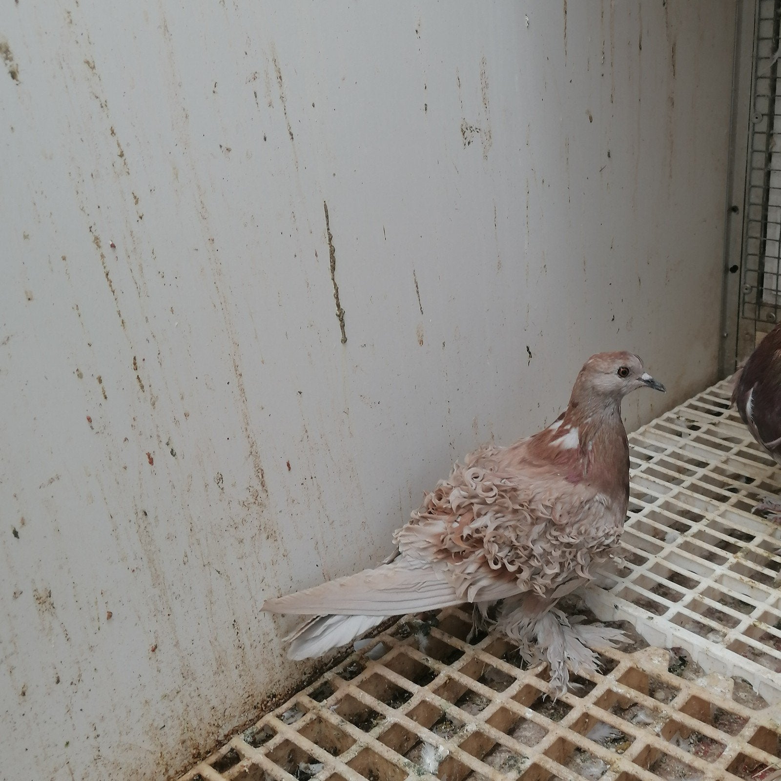 krulduiven rood zilver, Dieren en Toebehoren, Meerdere dieren, Overige soorten