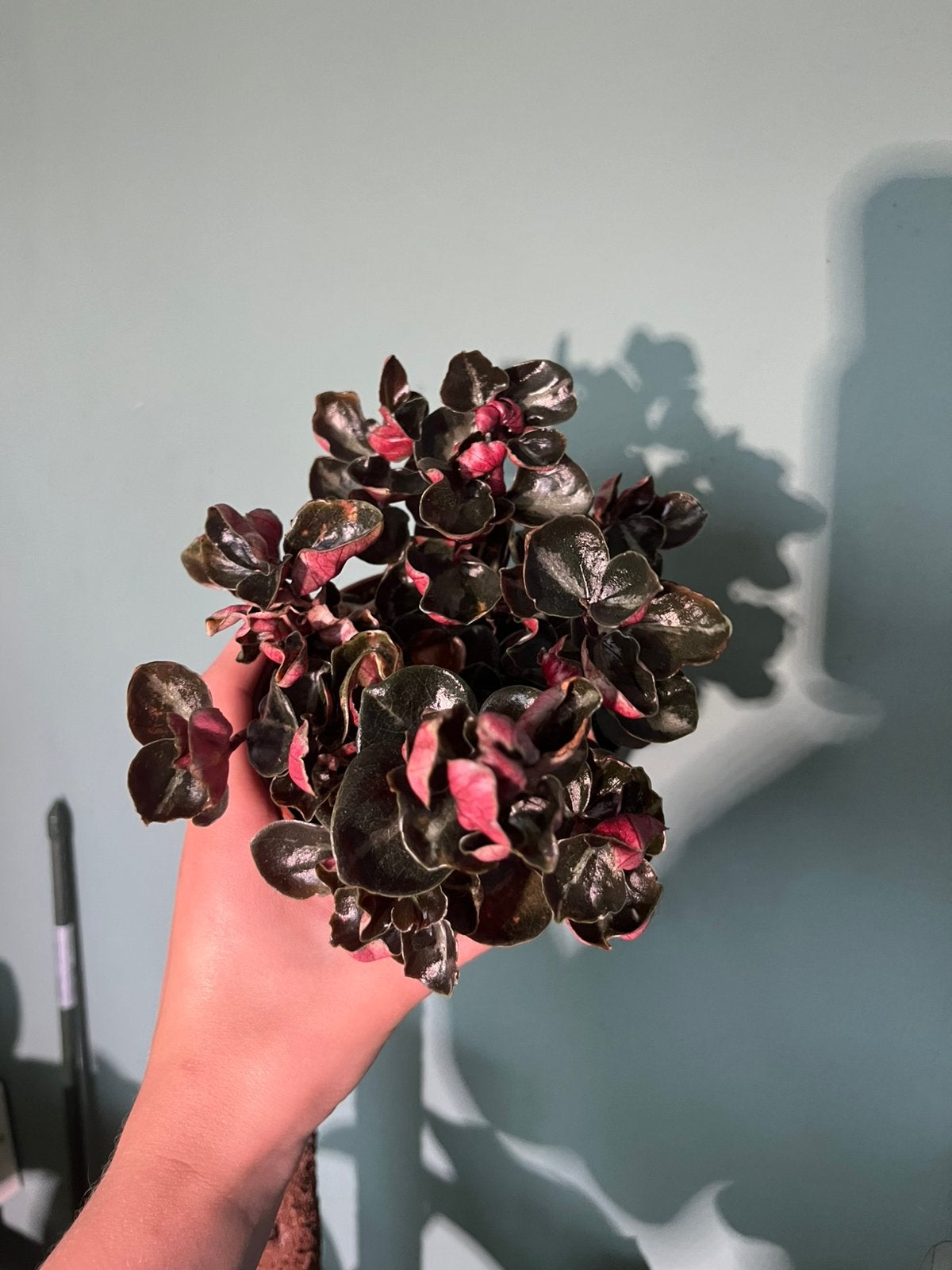 Peperomia crème brûlée leuke kamerplant interessante kleuren, Huis en Inrichting, Kamerplanten, Overige soorten, Minder dan 100 cm