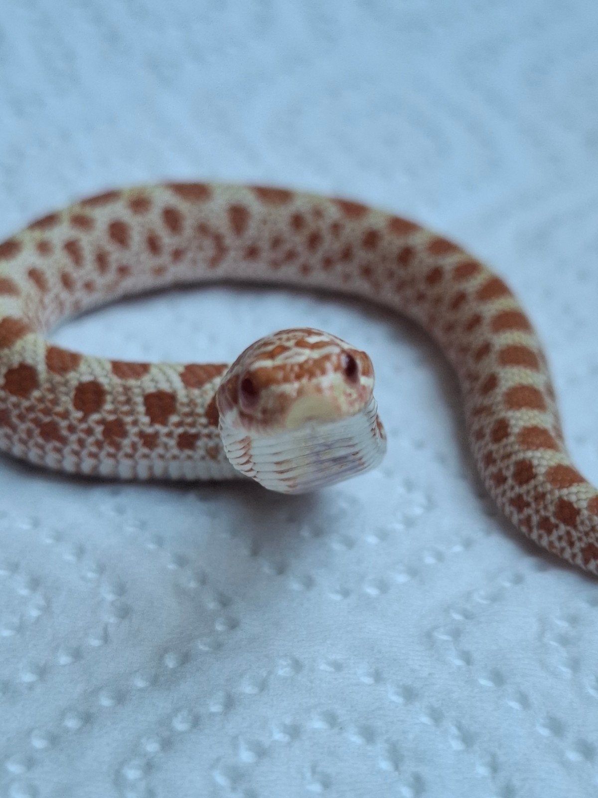 albino conda haakneus Hognose Snake - unknown for sale from Thomas