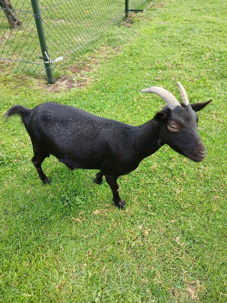 Dwerggeitjes te koop, Dieren en Toebehoren, Vrouwelijk, Geit, 3 tot 5 jaar