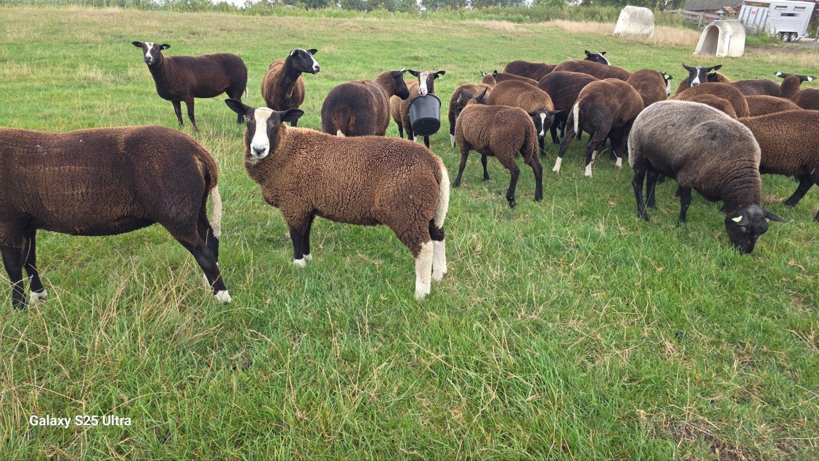 dekrammen 2026 zwartbles, Dieren en Toebehoren, Mannelijk, Schaap