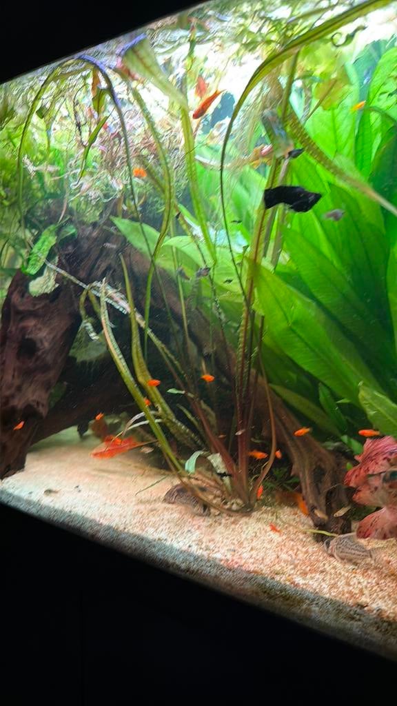 Zwaarddrager babys en molly babys, Dieren en Toebehoren, Vissen | Aquariumvissen, Vis