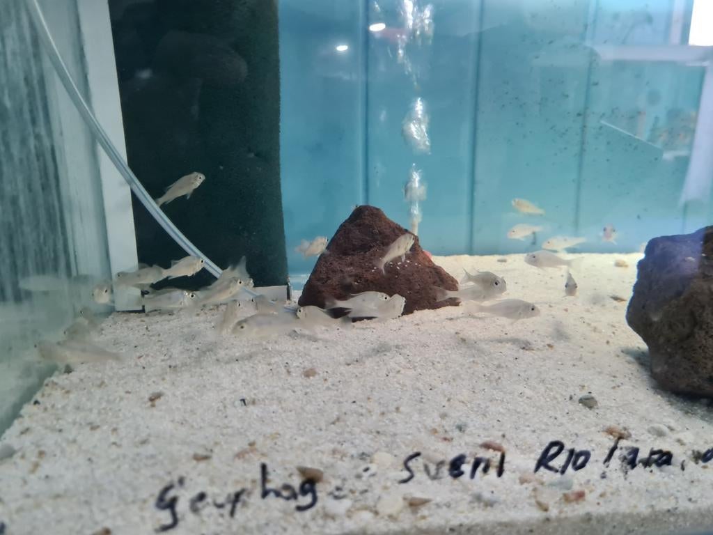 Geophagus Sveni Rio Parana Cichliden, Dieren en Toebehoren, Vissen | Aquariumvissen, Vis, Zoetwatervis