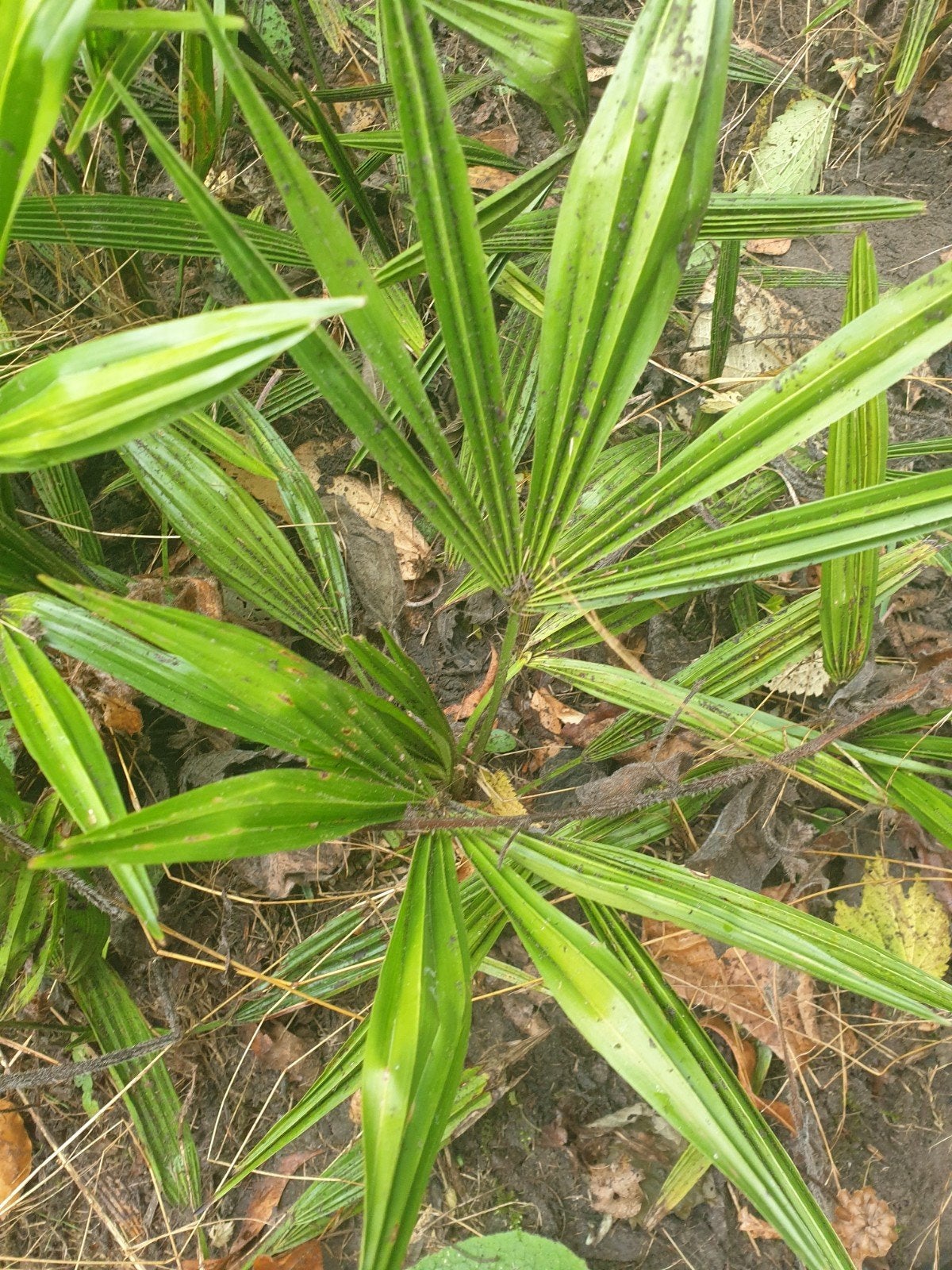 TRACHYCARPUS  FORTENEI, Tuin en Terras, Ophalen of Verzenden, Overige soorten, Volle zon