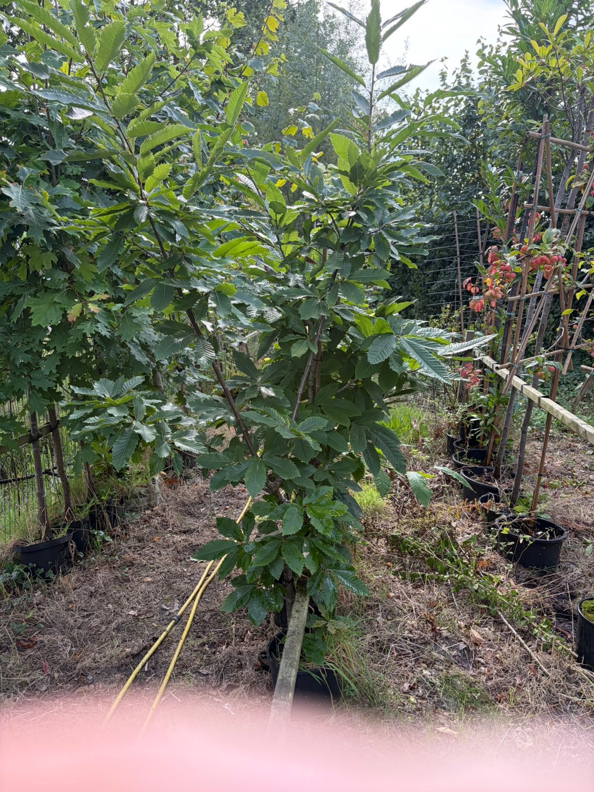 Tamme castanje 4 x biologisch gekweekca 2 meter € 29,99 pst, 100 tot 250 cm, Volle zon, In pot, Overige soorten