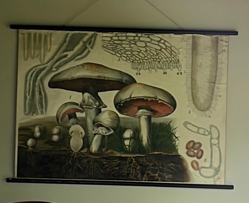 Vintage Biologische Paddenstoelen Schoolplaat, Antiek en Kunst, Antiek | Schoolplaten, Ophalen of Verzenden, Natuur en Biologie