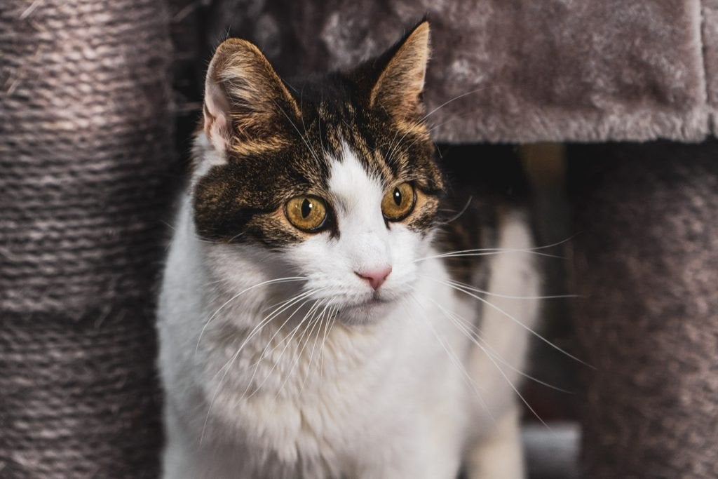 GEZOCHT lieve binnenkat, Dieren en Toebehoren, Katten en Kittens | Overige Katten, Poes, Kortharig, 0 tot 2 jaar