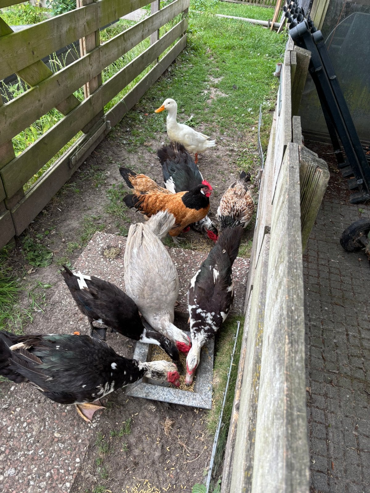 Diverse eenden en kippen gratis af te halen, Dieren en Toebehoren, Pluimvee, Kip, Meerdere dieren