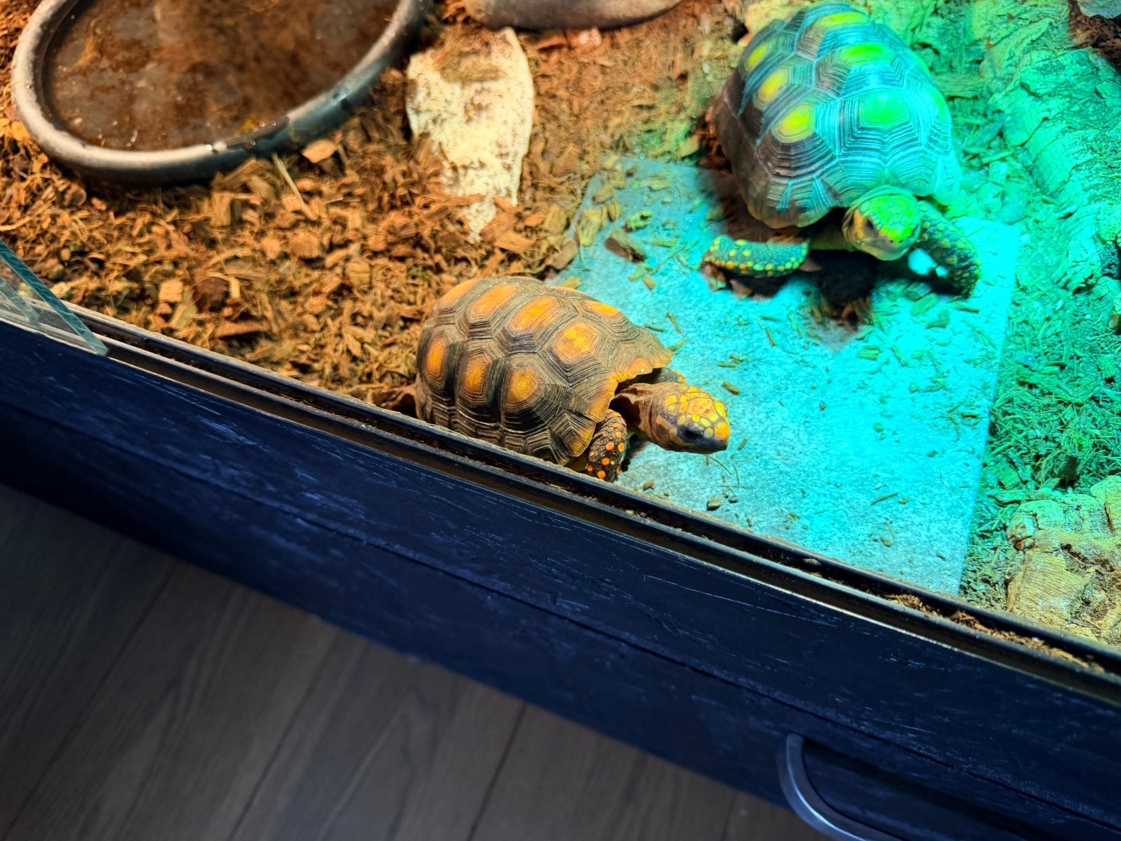 Kolenbrander landschildpadden, Dieren en Toebehoren, Schildpad, 3 tot 6 jaar
