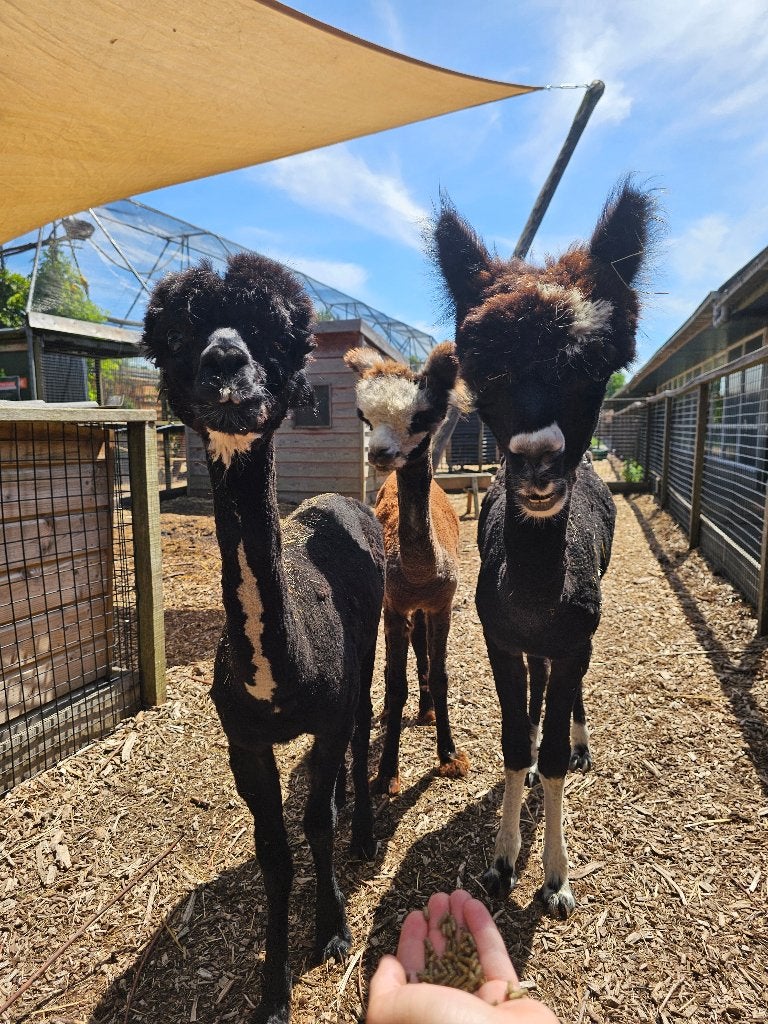 Alpaca's | Halstermak | 8-12 maanden | Macho & Hembra, Dieren en Toebehoren, Overige Dieren, Augustus, Meerdere dieren