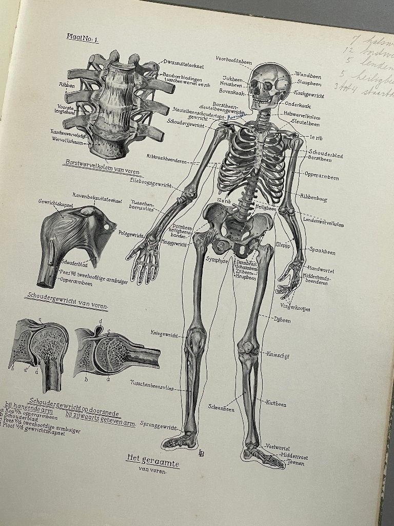 Anatomische atlas 1943 , Antiek en Kunst, Antiek | Boeken en Bijbels, Ophalen of Verzenden