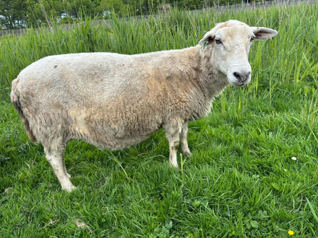 ooi Nolana schaap schapen, Dieren en Toebehoren, Schapen, Geiten en Varkens, Vrouwelijk, Schaap