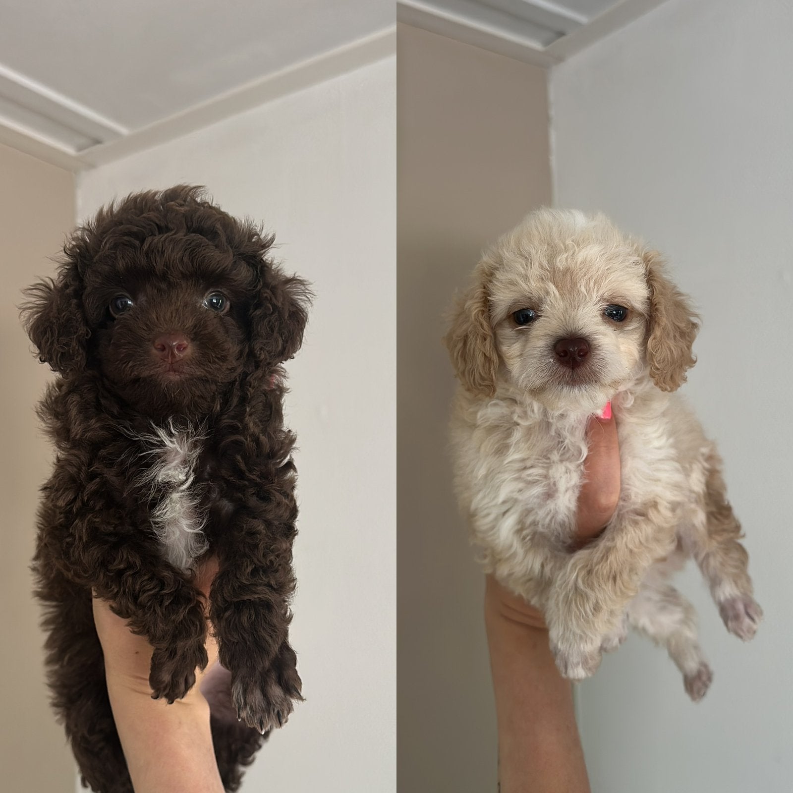 Raszuivere toy poedel pups reutjes, Poedel, 8 tot 15 weken, Meerdere, Meerdere dieren
