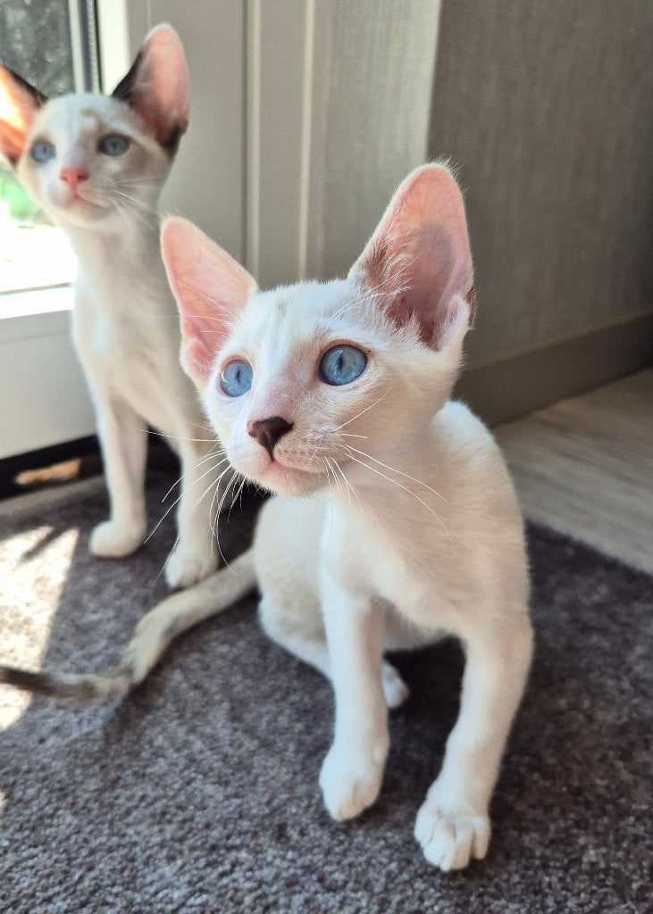 SPOED 2 Siamees kitten poesjes volledig geënt gechipt, Dieren en Toebehoren, Katten en Kittens | Raskatten | Korthaar, Poes, 0 tot 2 jaar