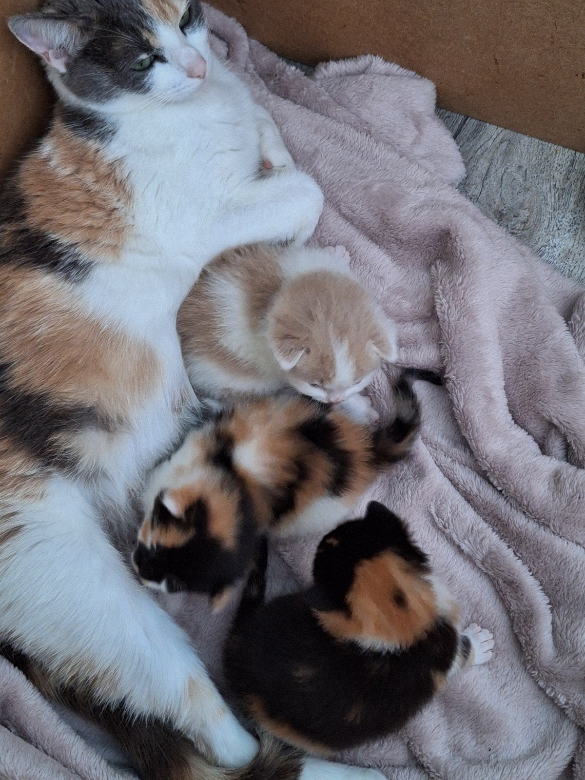 Lieve kittens te koop, Dieren en Toebehoren, Meerdere dieren