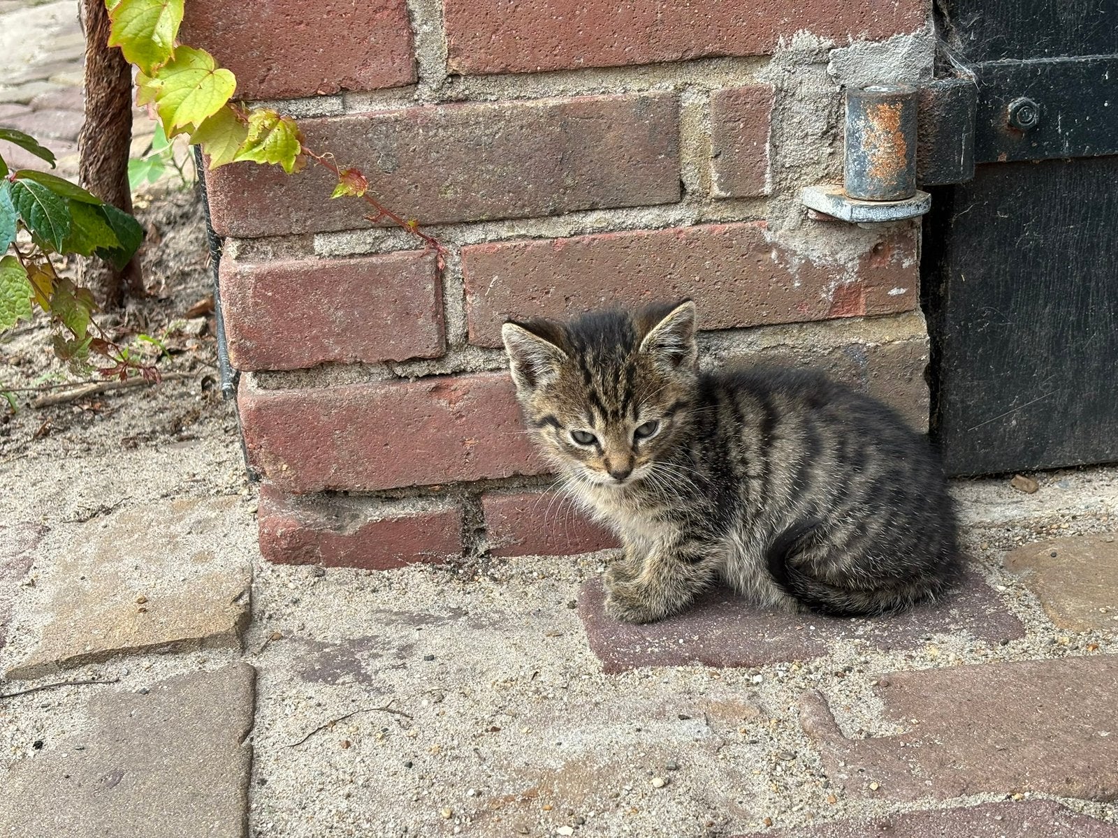 Kittens, 0 tot 2 jaar