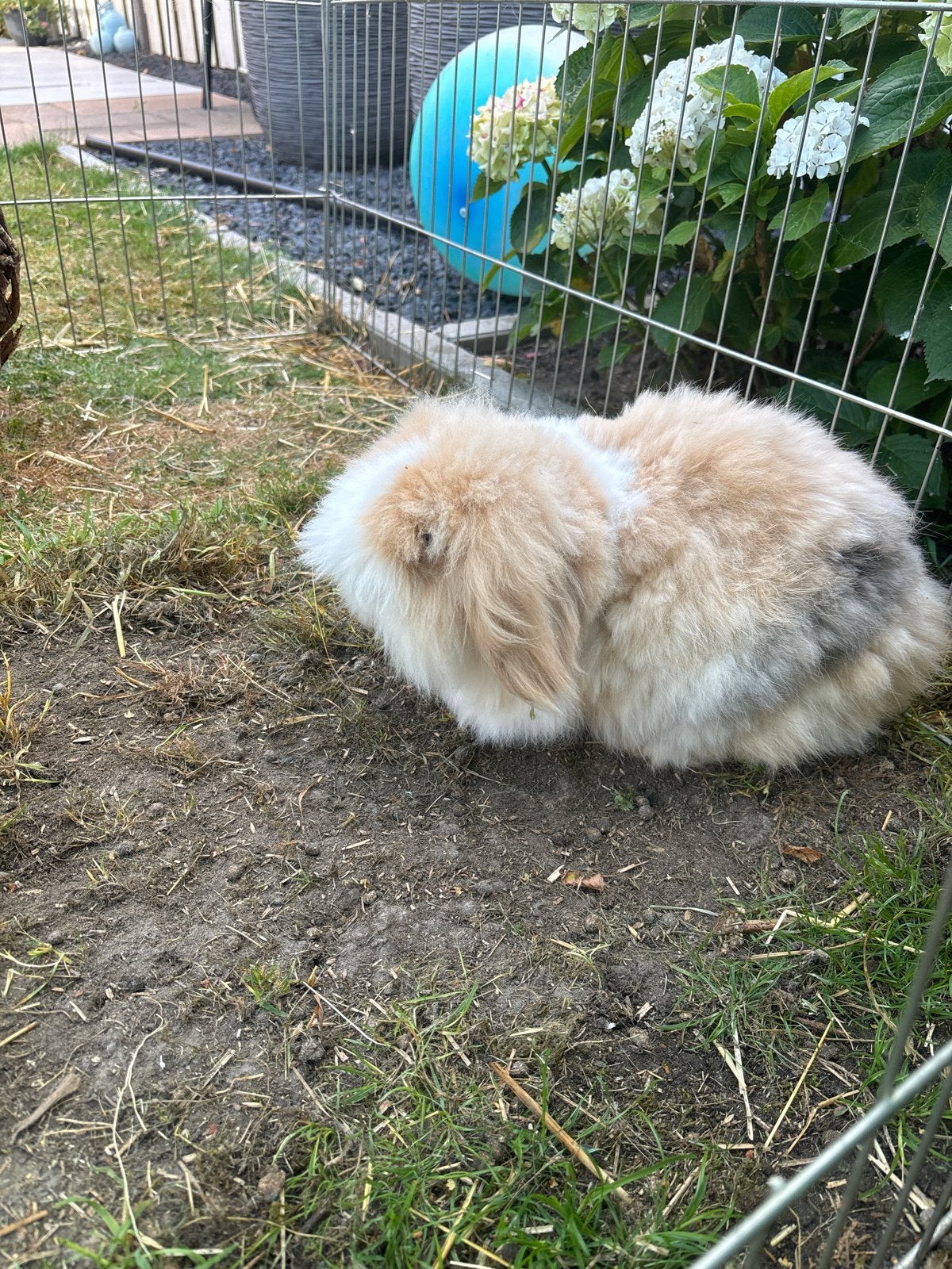 Lieve teddy konijntjes guus en gijs, Mannelijk, Dwerg, 0 tot 2 jaar