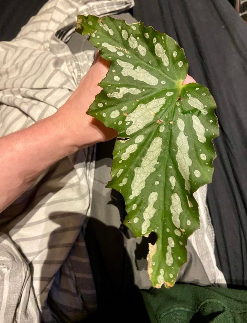 Begonia Aconitifolia (cane/angel wing) gewortelde stekjes, Ophalen of Verzenden, Halfschaduw, Minder dan 100 cm