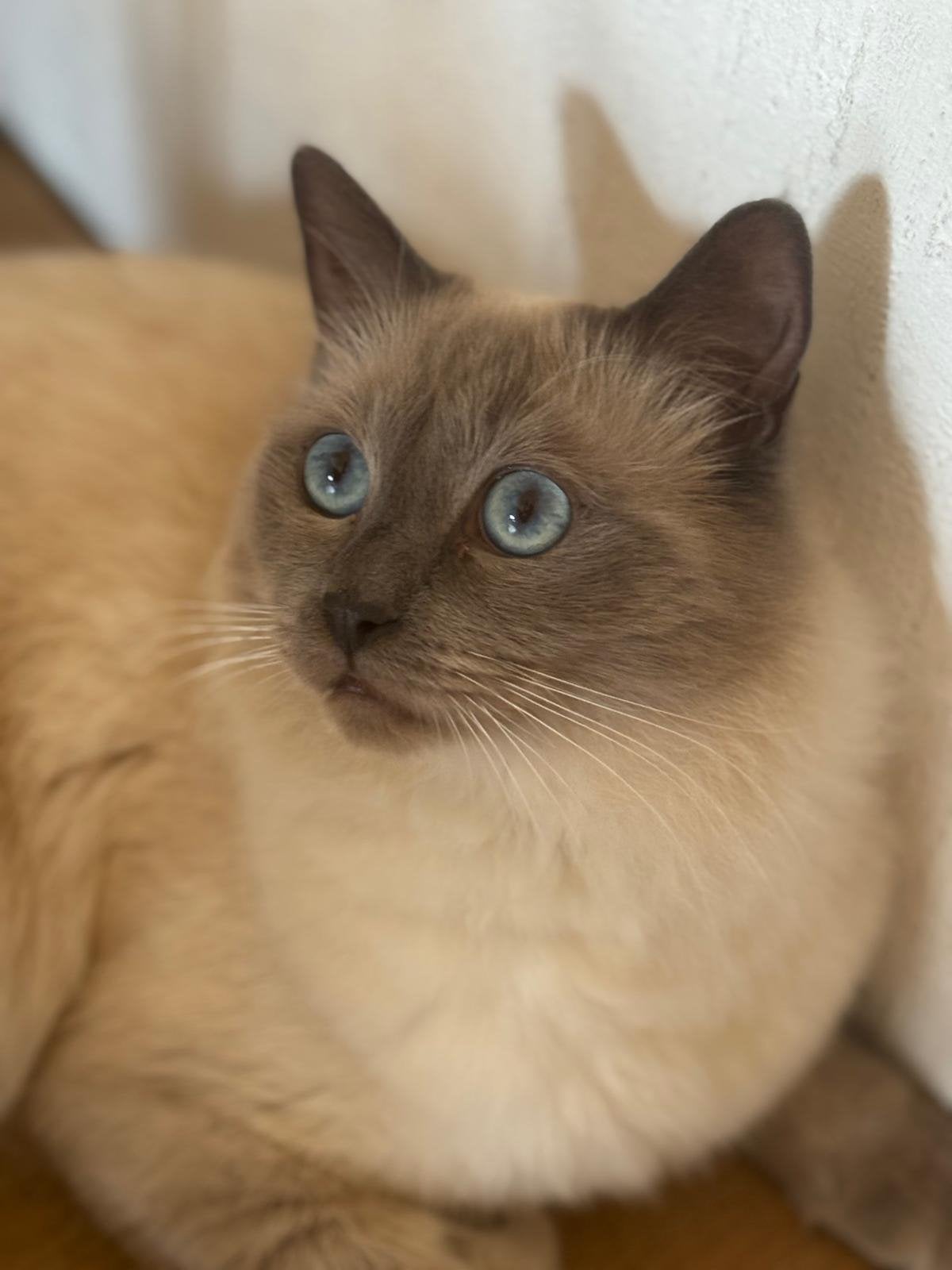 Ragdol kater - op zoek naar een nieuw huisje, Kater, Kortharig, 0 tot 2 jaar