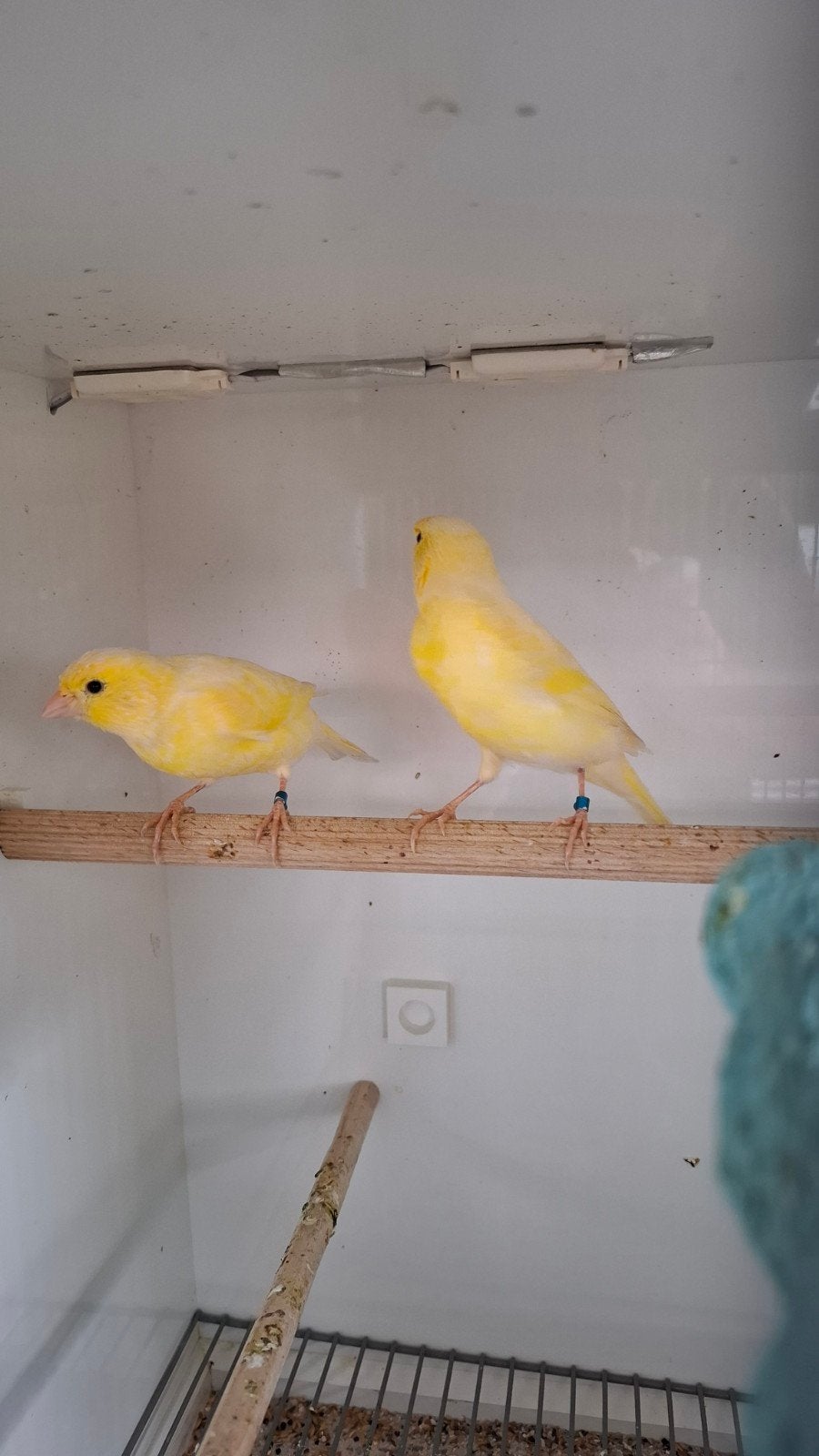 2 waterslag kanarie man!!, Dieren en Toebehoren, Mannelijk, Zangkanarie