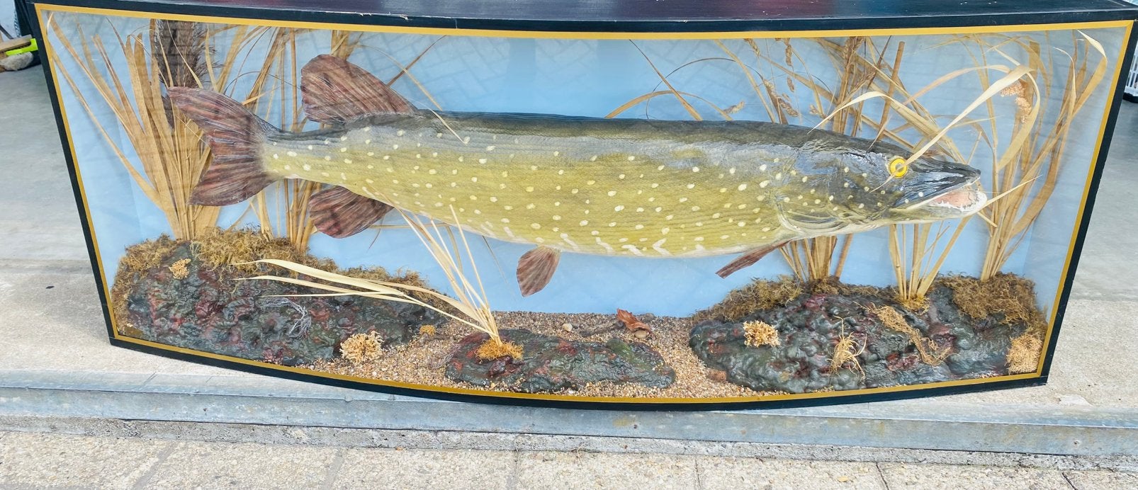Snoek in vitrine, Verzamelen, Ophalen, Gebruikt