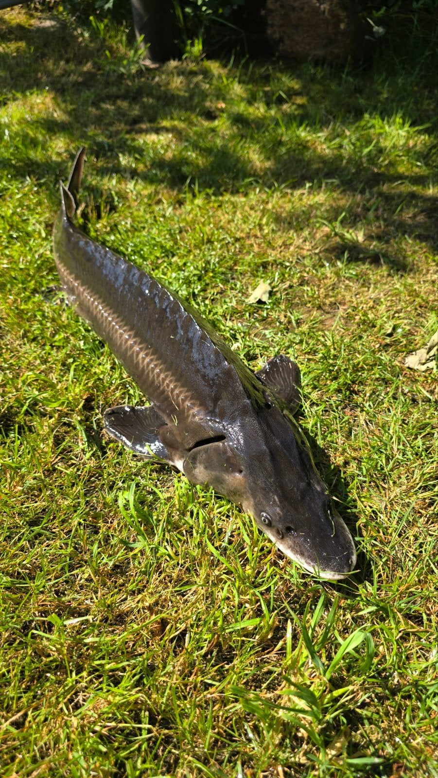 Slatdick steur (Acipenser nudiventris) 102cm, Dieren en Toebehoren, Vissen | Vijvervissen, Steur