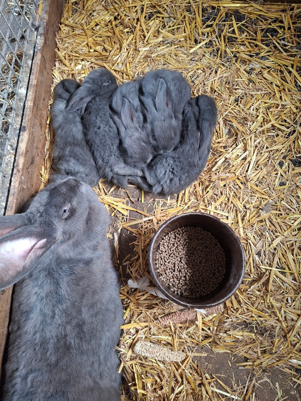 duitse reuzen, Dieren en Toebehoren