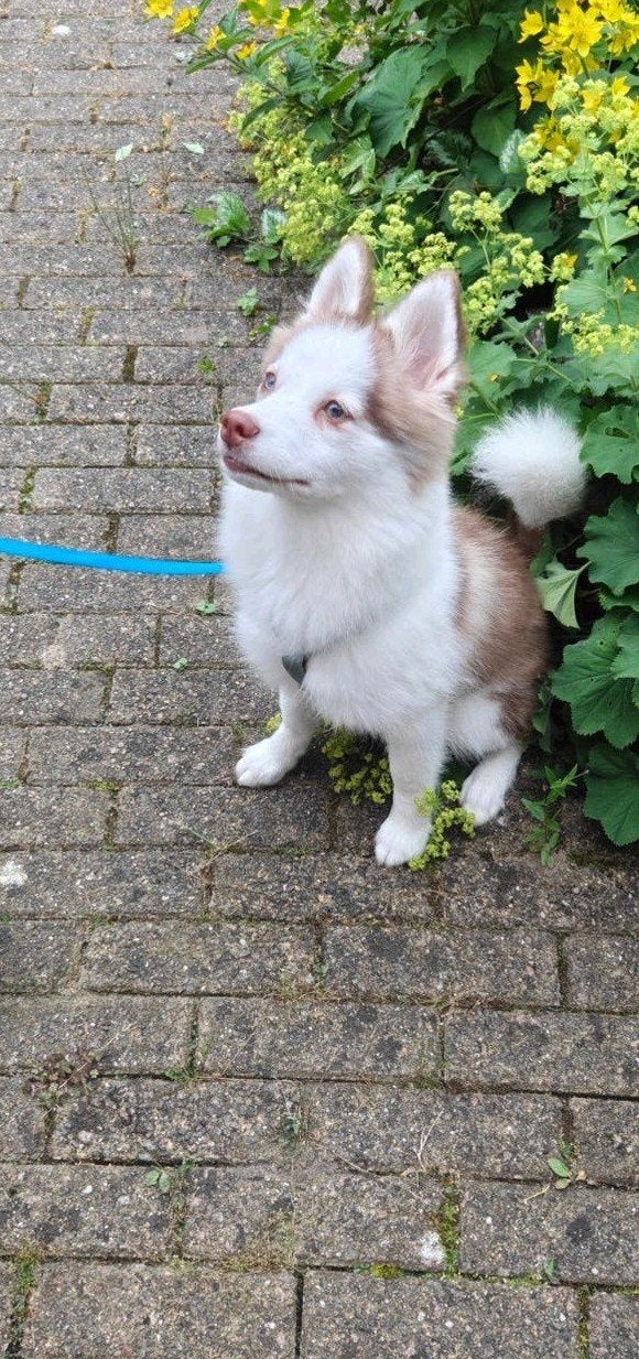 Molly de Pomsky/husky, Dieren en Toebehoren, Honden | Poolhonden, Keeshonden en Oertypen, Parvo, 15 weken tot 1 jaar, Teef, Poolhond