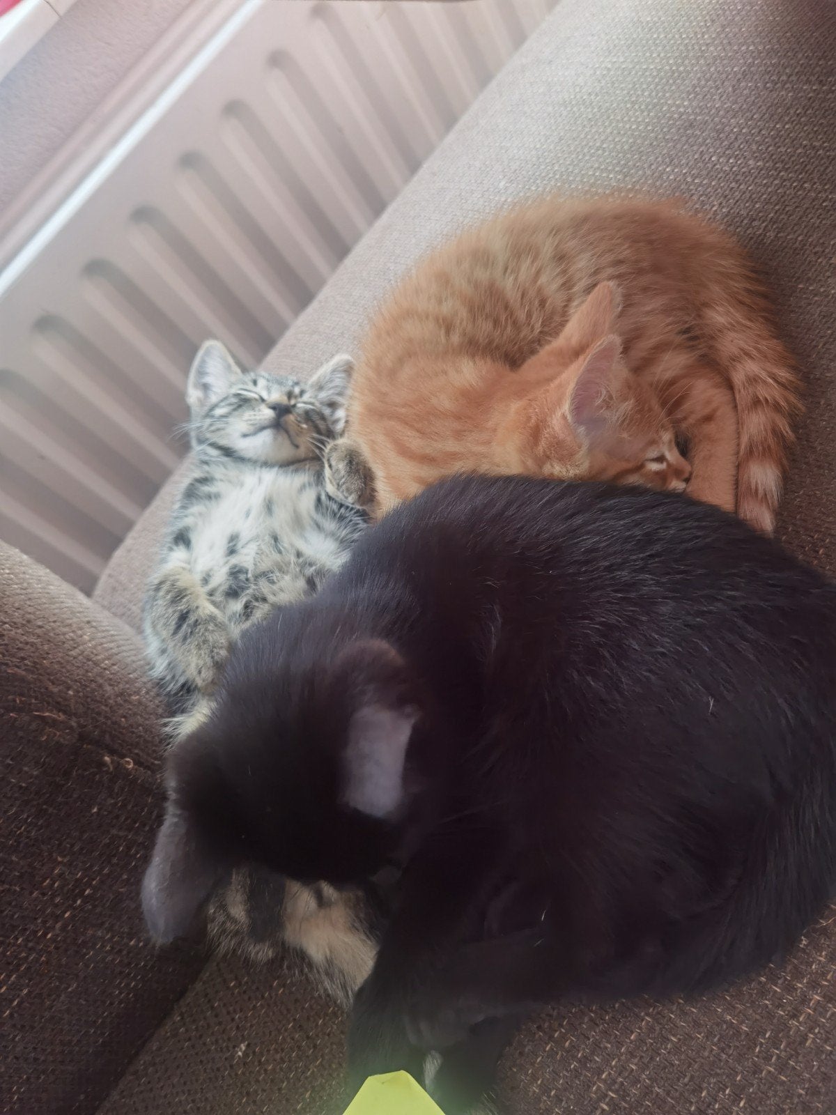 Kittens Hilversum, Dieren en Toebehoren, Katten en Kittens | Overige Katten, Poes