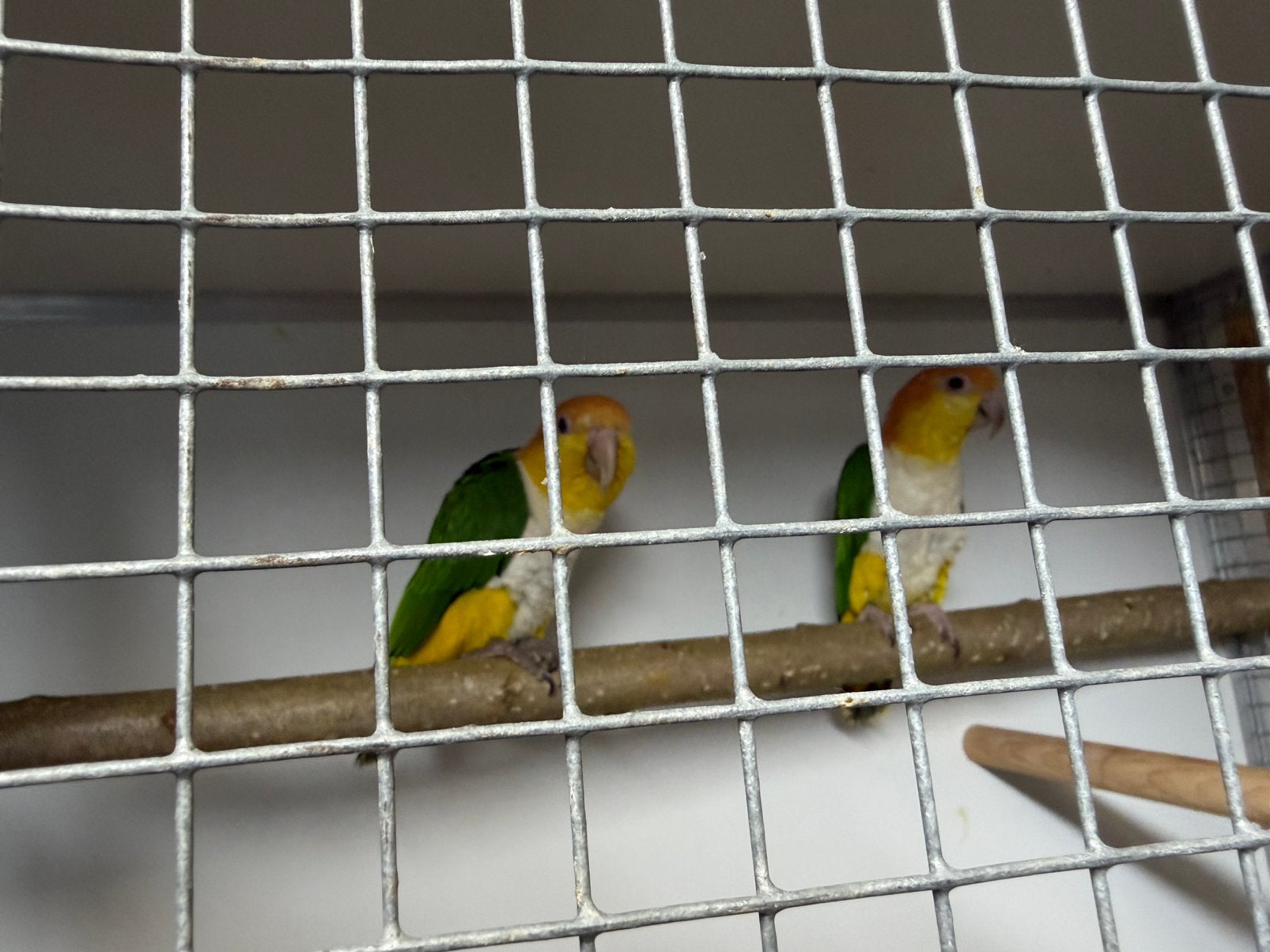 GEZOCHT ROESTKOP CAIQUE KOPPEL, Meerdere dieren, Papegaai, Geringd