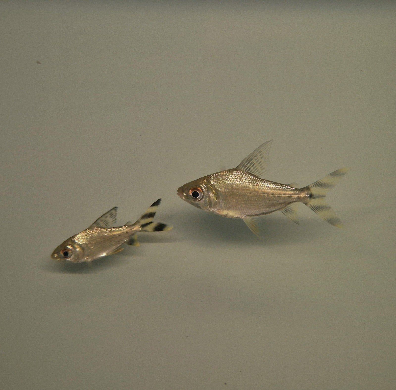 flagtail Semaprochilodus taeniurus, Dieren en Toebehoren, Vis, Zoetwatervis