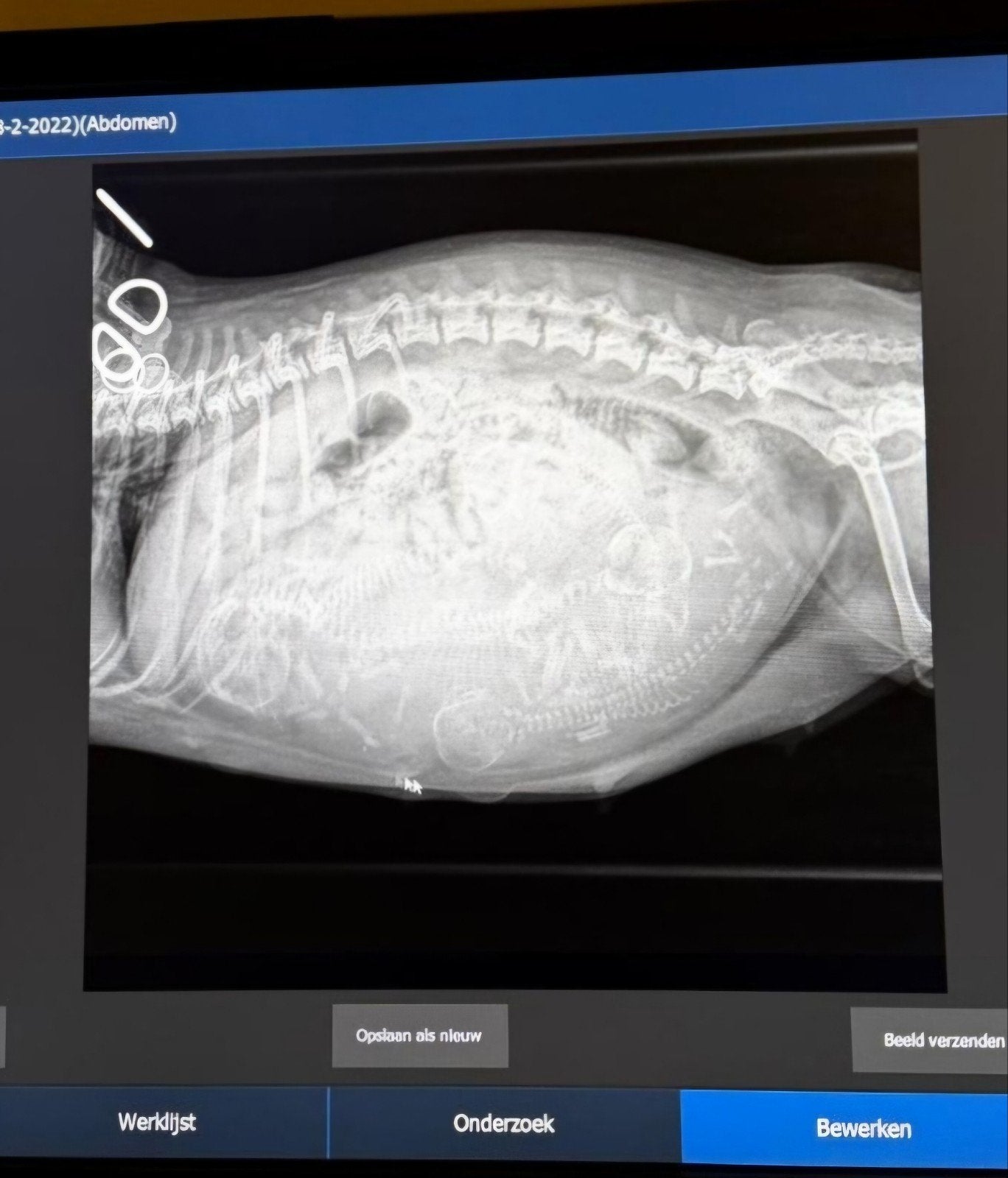 Vijf puppy’s zoeken straks hun gouden mandje ️, CDV (hondenziekte), 8 tot 15 weken, Meerdere, Meerdere dieren