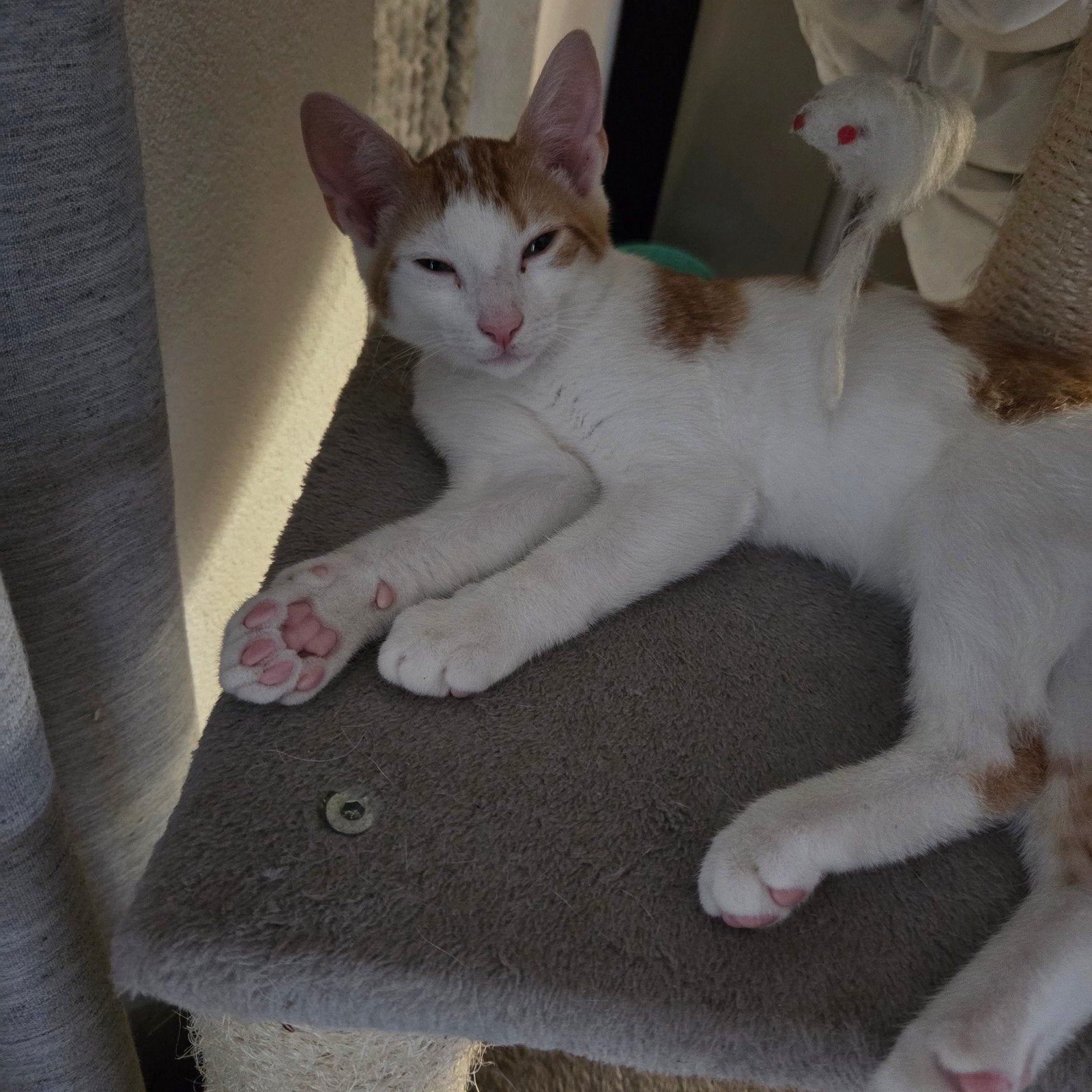 🐱 de laatste kitten uit het nest  🐱, Kater