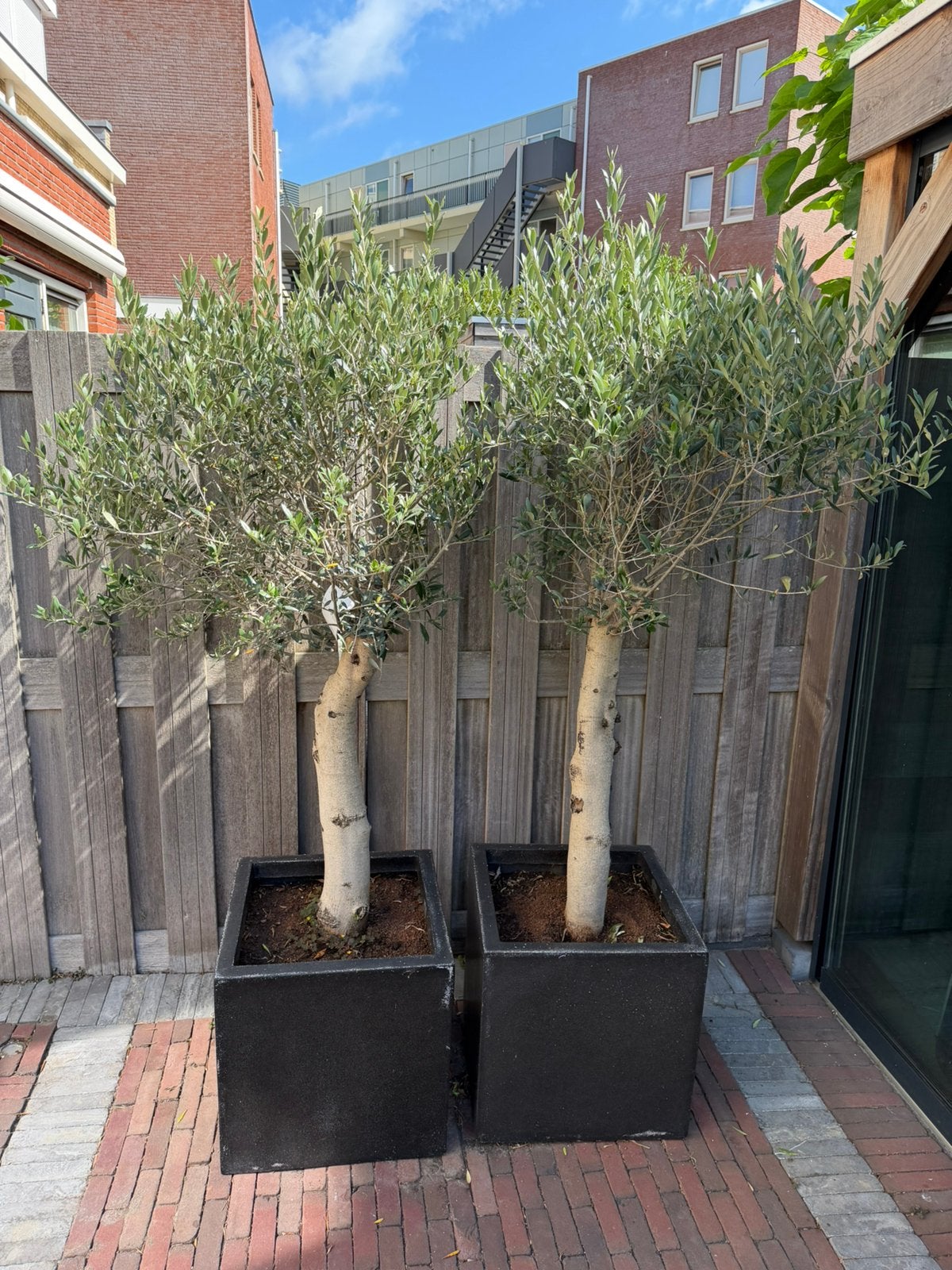 Olijfboom, Tuin en Terras, Planten | Bomen, Bloeit niet, 100 tot 250 cm, Olijfboom, Ophalen