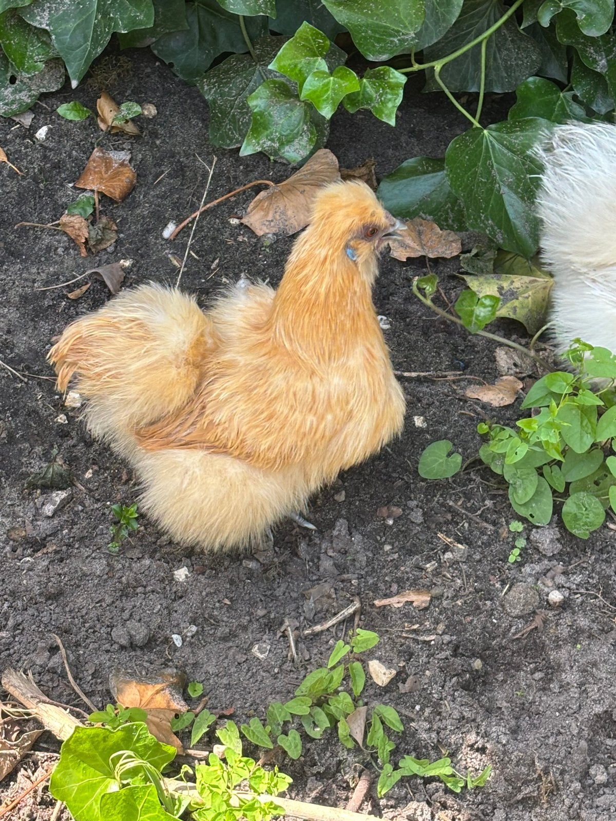 Kippen te koop, Dieren en Toebehoren, Pluimvee, Kip, Vrouwelijk