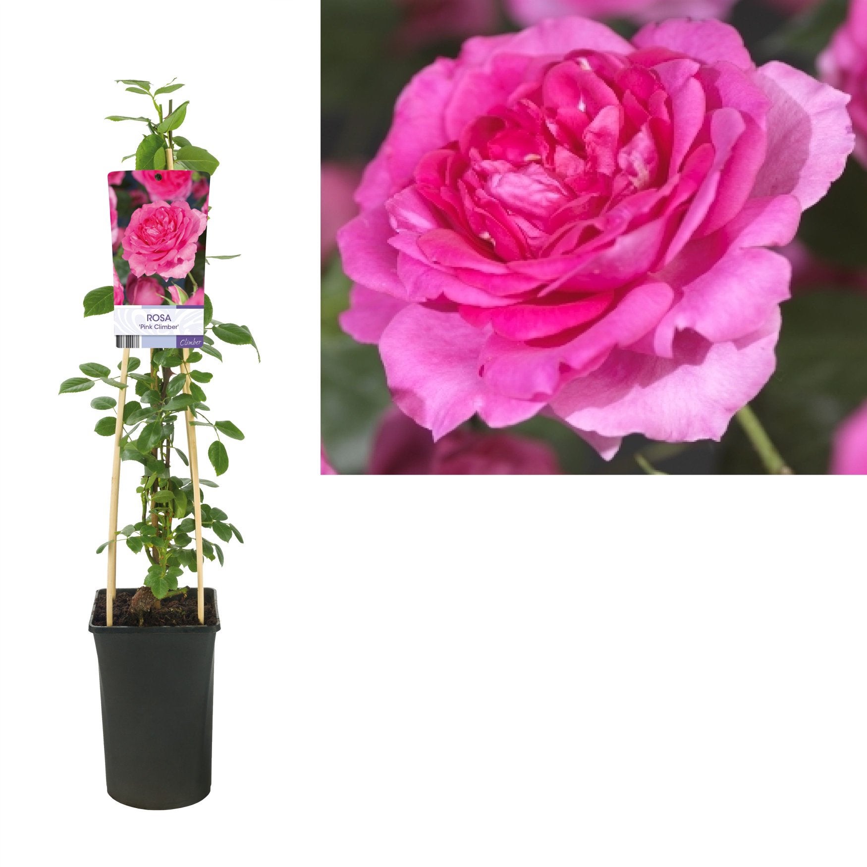 Klimrozen / veel kleuren beschikbaar 50/75 cm🌹🌹, Ophalen of Verzenden, Overige soorten, Volle zon