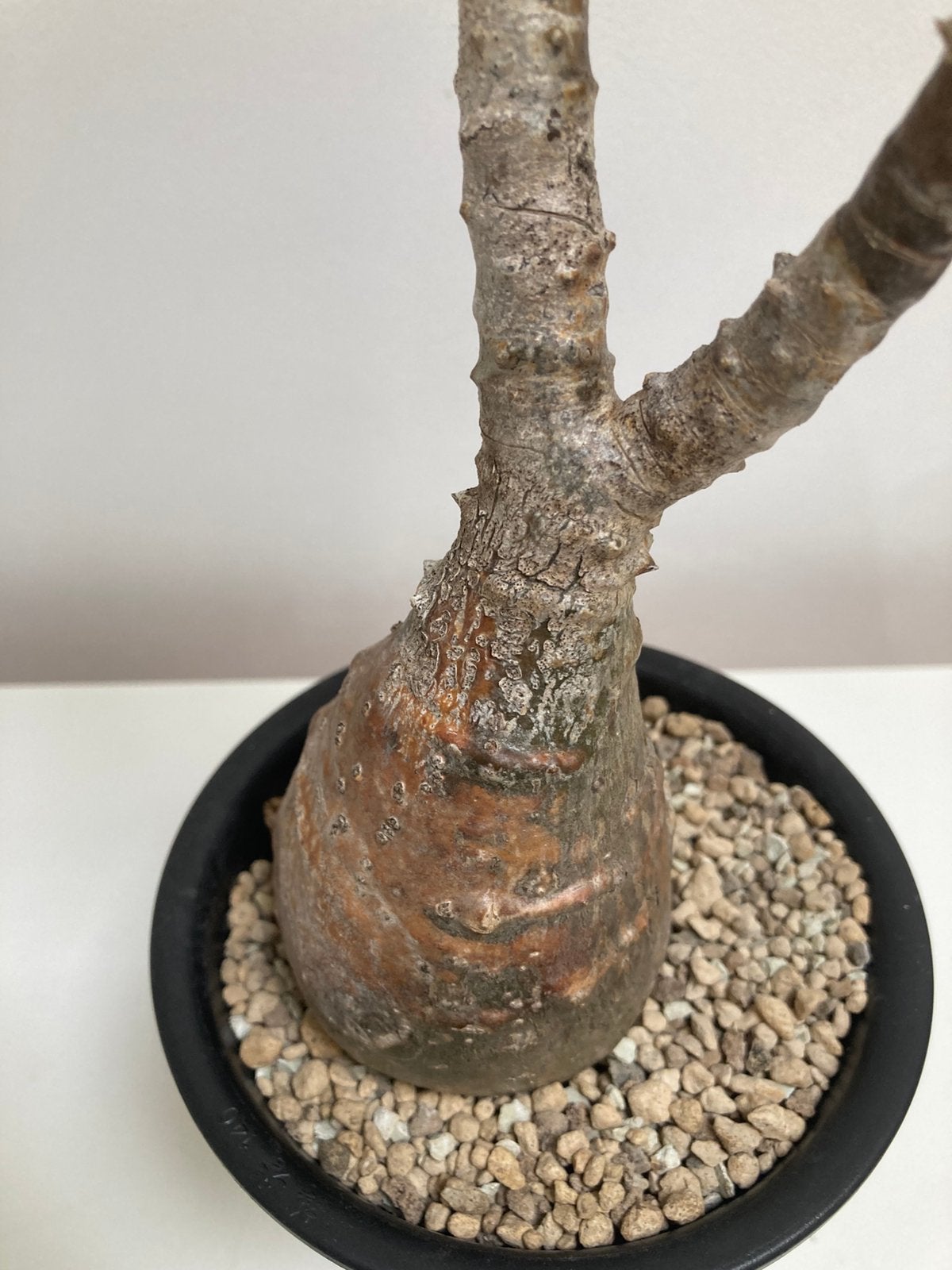 Pachipodium Windsori, Vetplant, Ophalen of Verzenden, Minder dan 100 cm, Bloeiende kamerplant