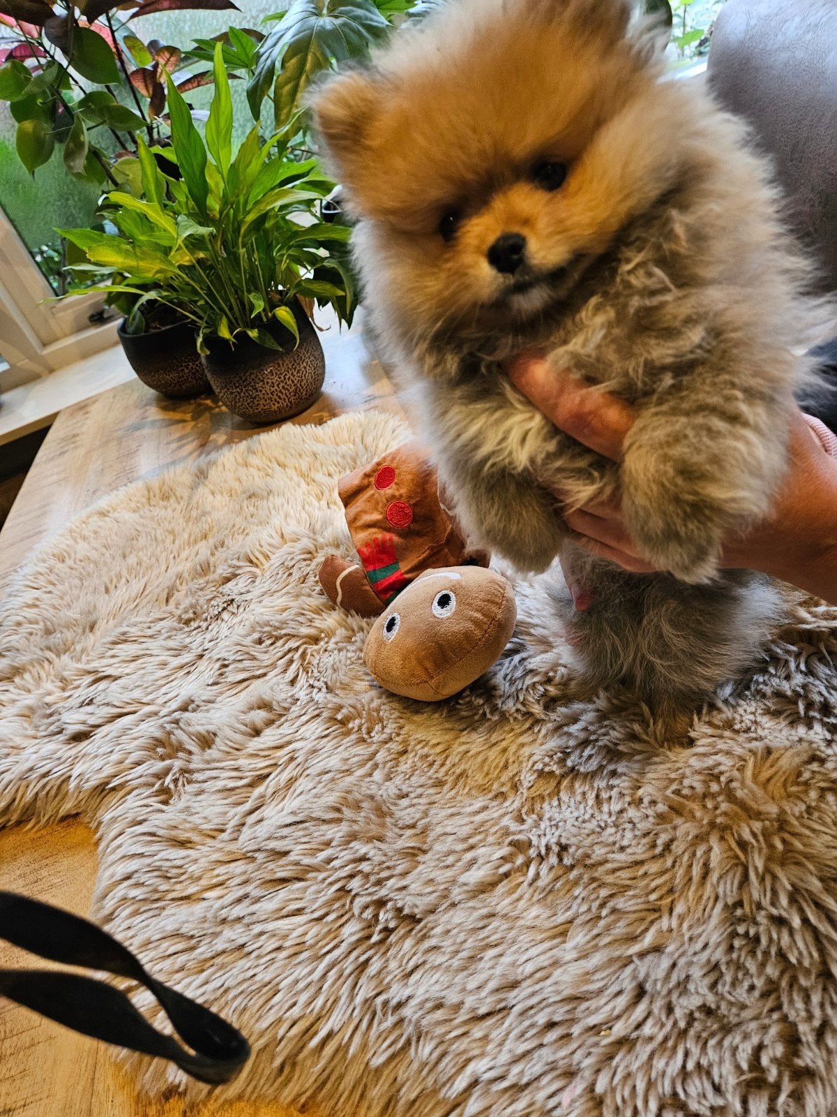 Prachtig raszuiver pomeriaan meisje bearface, Dieren en Toebehoren, Keeshond, 8 tot 15 weken, Teef, Eén hond