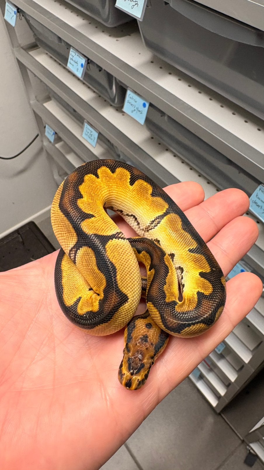 Super orange dream clown ball python