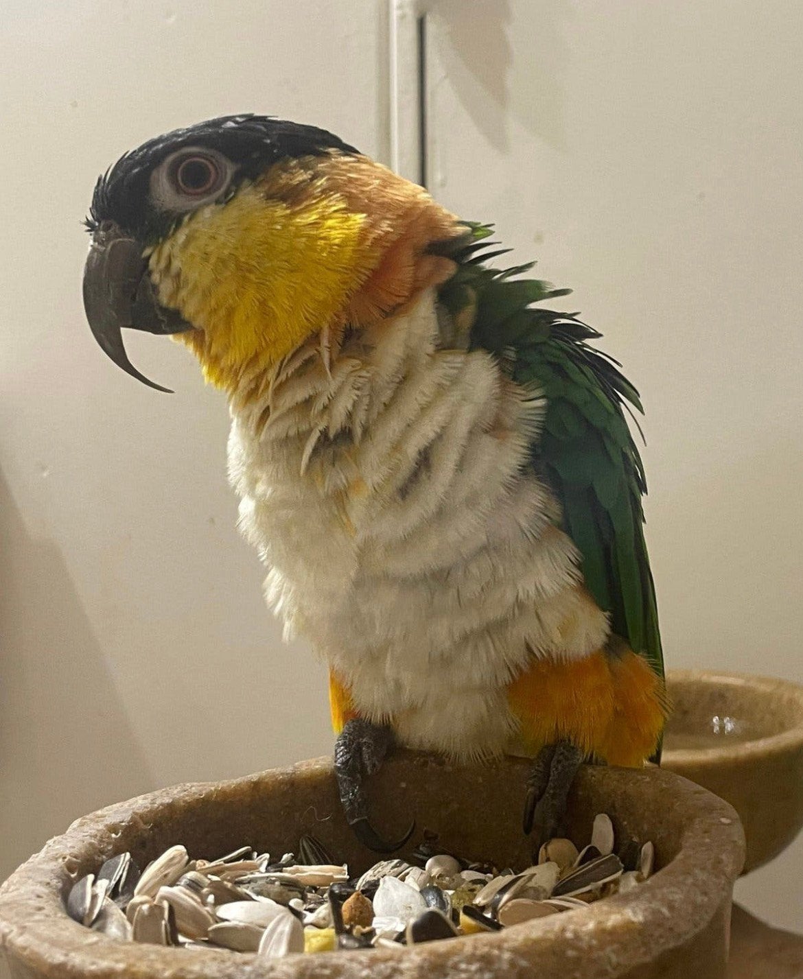 zwartkop caique tam, Dieren en Toebehoren, Vogels | Parkieten en Papegaaien, Mannelijk, Papegaai, Pratend