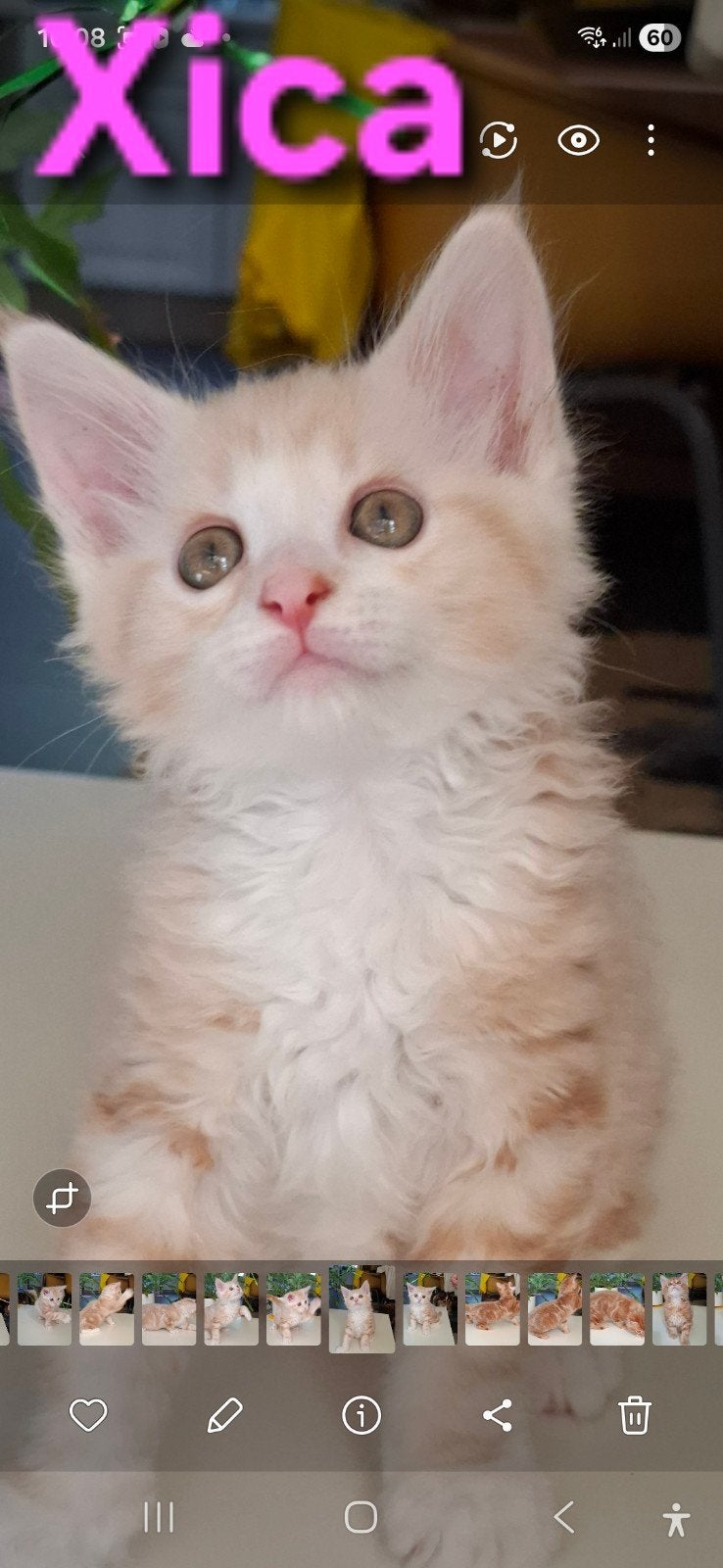 Maine Coon kittens, Dieren en Toebehoren, Katten en Kittens | Raskatten | Langhaar, Meerdere dieren, Gechipt, 0 tot 2 jaar
