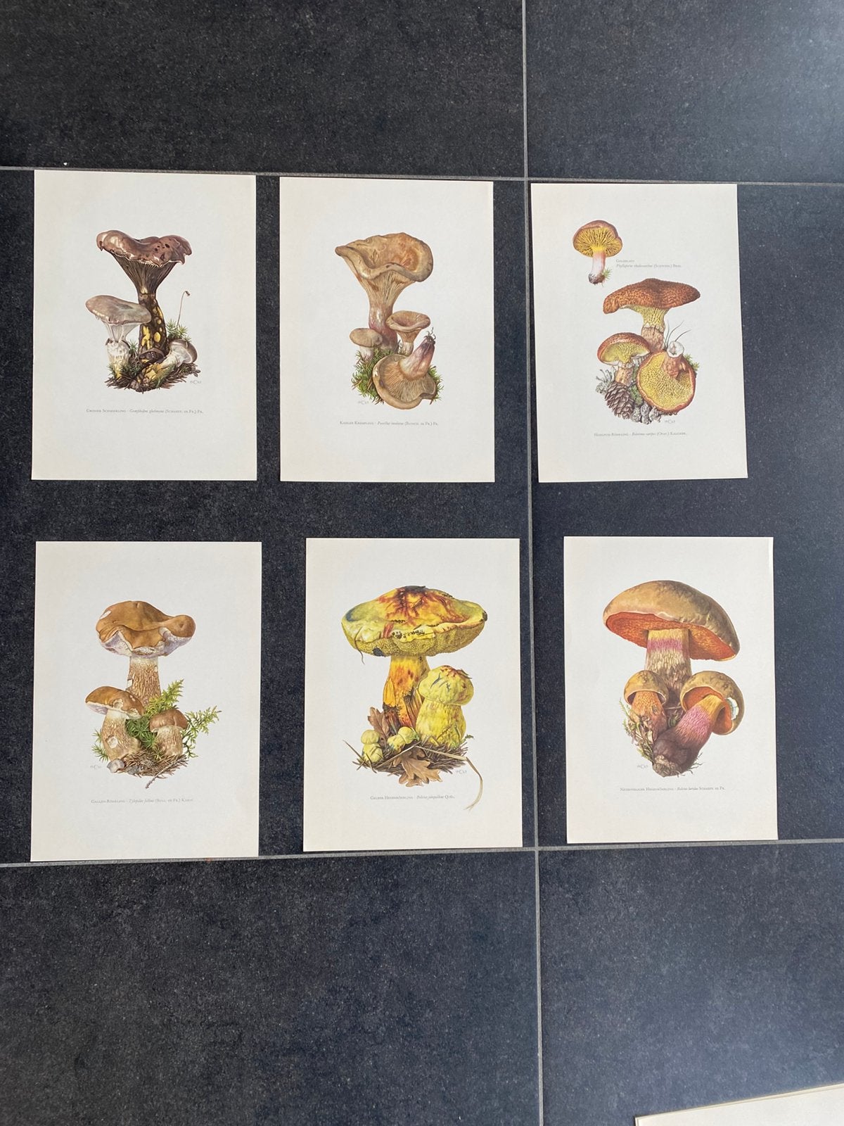 Vele prenten soorten paddestoelen 19x27 uitzoeken 2 euro pst, Antiek en Kunst, Ophalen of Verzenden, Natuur en Biologie